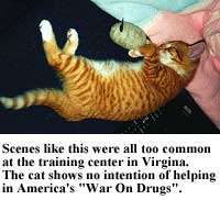 Drug Sniffing Cat Failure